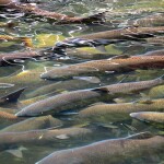 ADF&G released forecast predictions for commercial salmon harvests in 2026