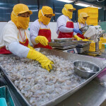 An Indonesian shrimp-processing facility