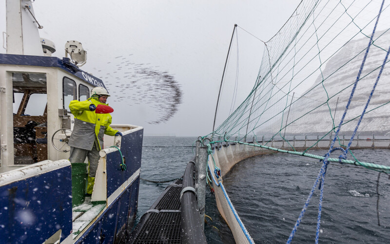 A Bakkafrost employee shoveling feed into a net pen
