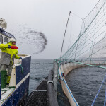A Bakkafrost employee shoveling feed into a net pen