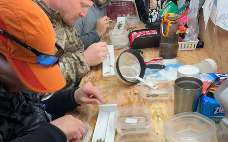 Researchers at NOAA genome sequence Pacific cod stocks in Alaska