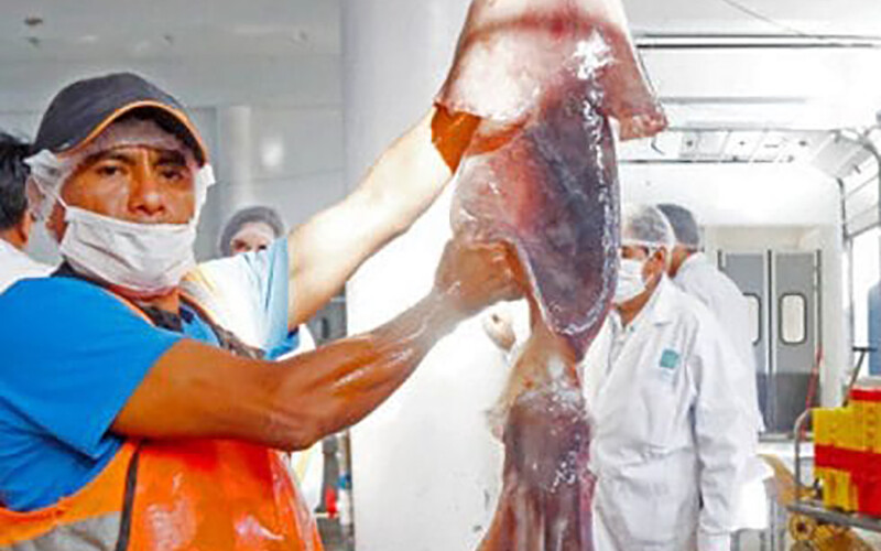 A Peruvian fisherman holding a giant squid