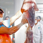 A Peruvian fisherman holding a giant squid