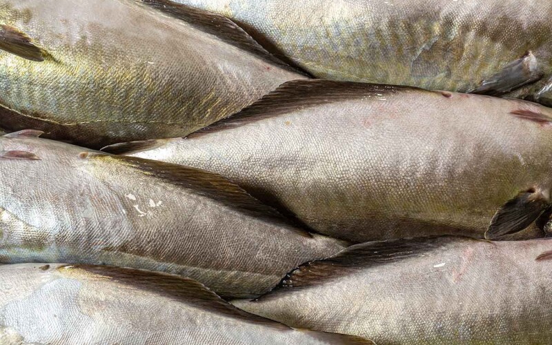 Alaskan pollock