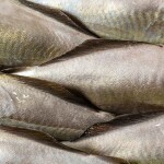 Alaskan pollock