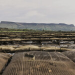 An Irish oyster farm