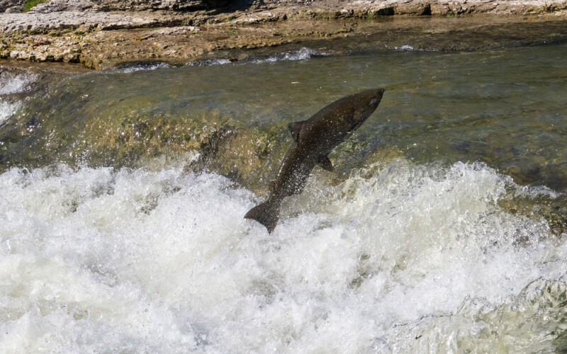 a salmon