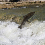 a salmon