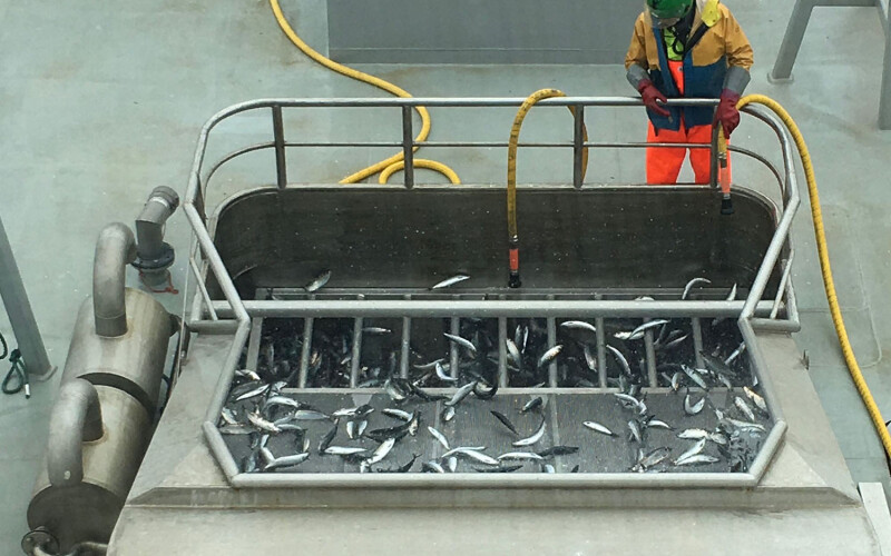 A Norwegian fishing vessel catching herring