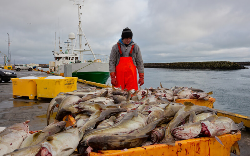 An Icelandic fisherman with his catch