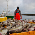 An Icelandic fisherman with his catch