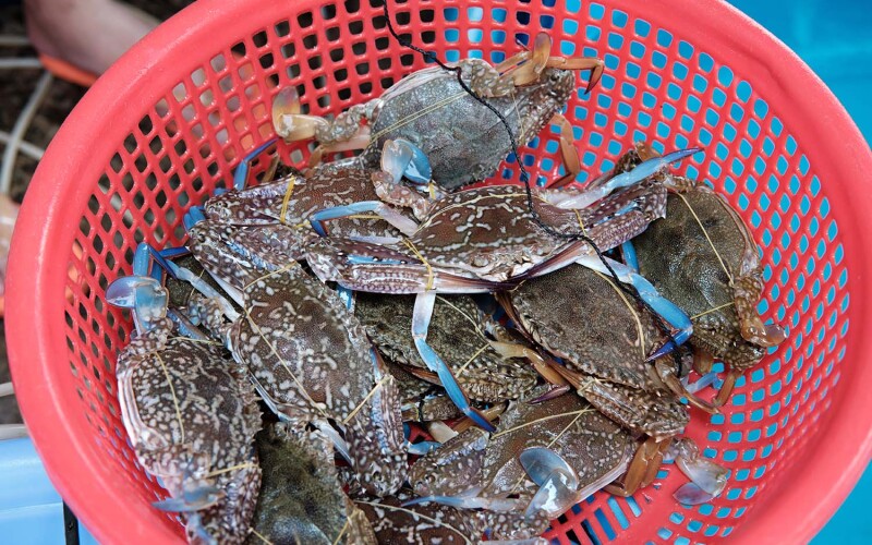 A basket of blue swimming crab