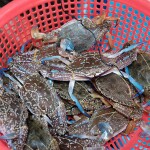 A basket of blue swimming crab