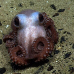An octopus swimming inside the Northeast Canyons and Seamounts National Monument