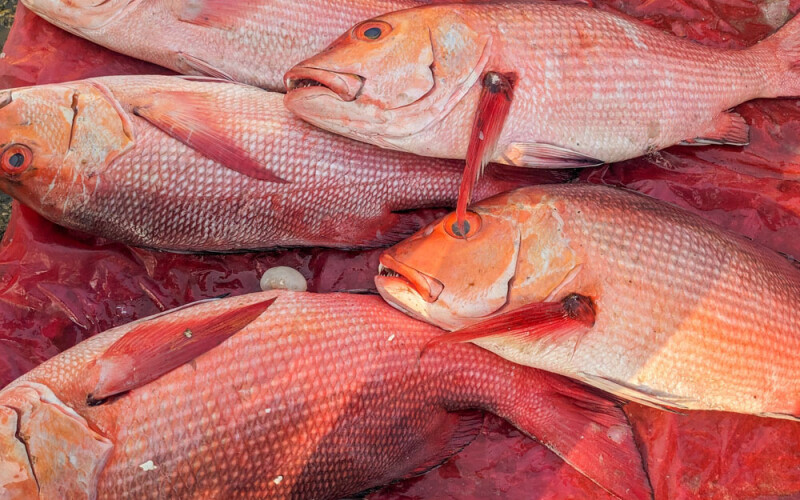 red snapper