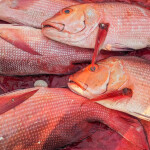 red snapper