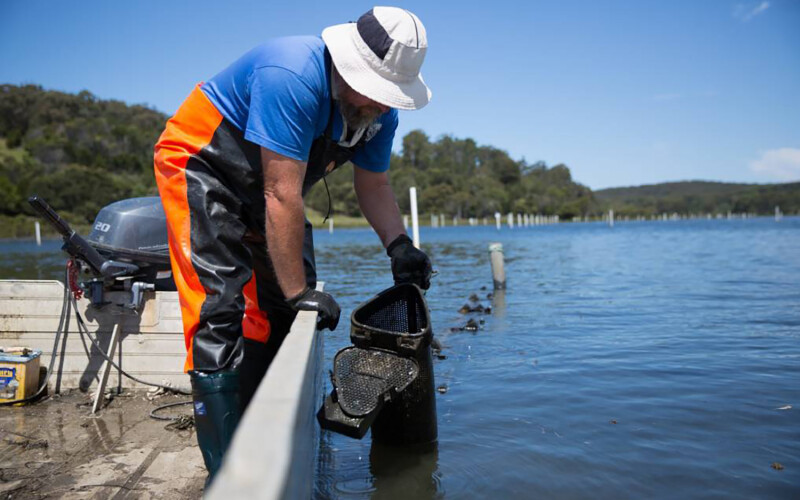An Australian oyster farmer