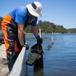 An Australian oyster farmer