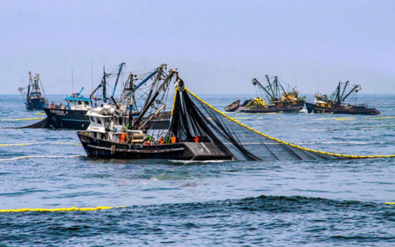 Peruvian fishing vessels fishing for anchovy