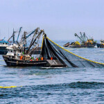 Peruvian fishing vessels fishing for anchovy