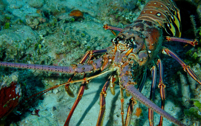 a spiny lobster