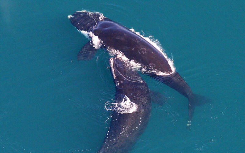 North Atlantic right whales