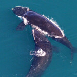 North Atlantic right whales