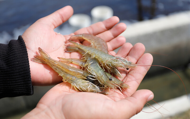 A person holding shrimp
