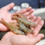 A person holding shrimp