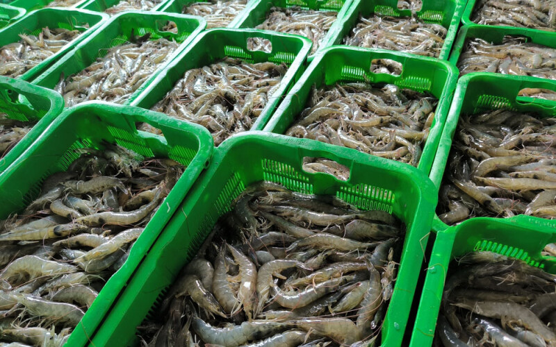 shrimps