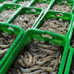 shrimps