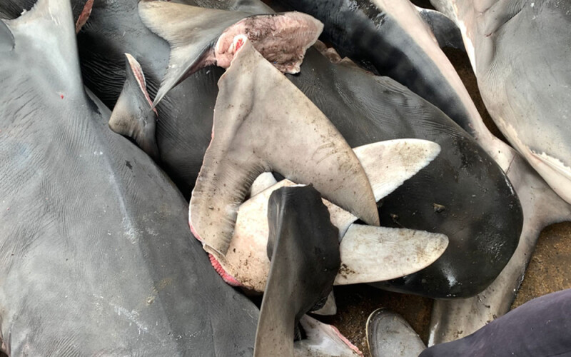 shark fins