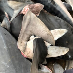 shark fins
