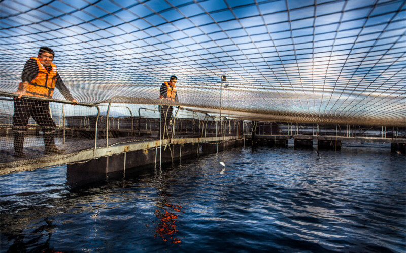 Salmones Camanchaca employees monitoring a net pen