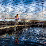 Salmones Camanchaca employees monitoring a net pen