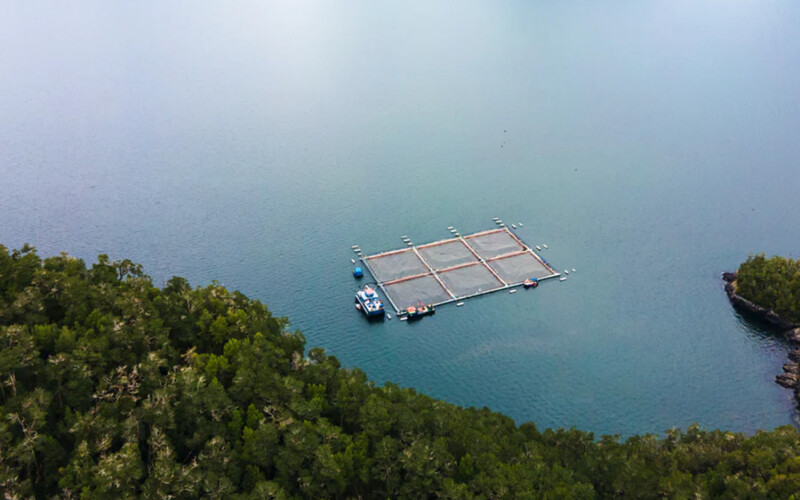 A Cooke Chile salmon farm