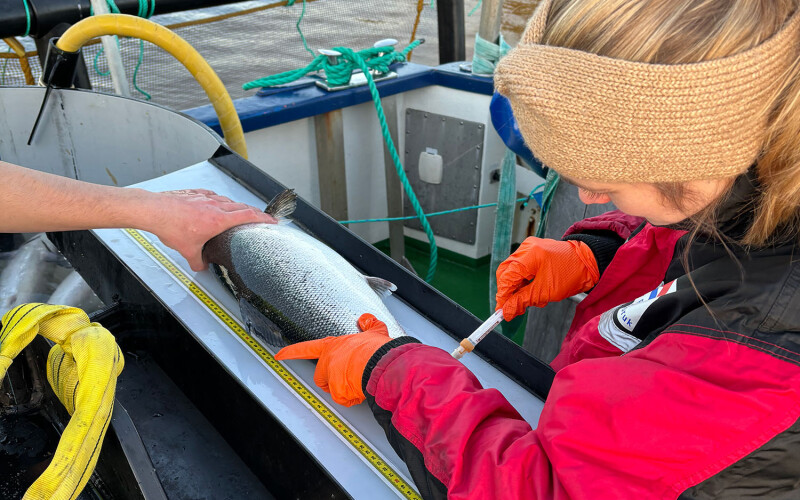 Randi Fivelstad sampling the blood of a salmon