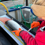 Randi Fivelstad sampling the blood of a salmon