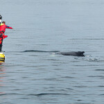 Canadian tourist ship observing whales