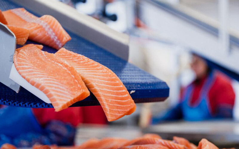 Salmon processing at SalMar