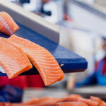 Salmon processing at SalMar