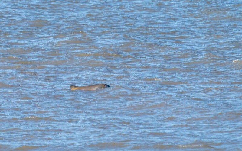 A franciscana dolphin