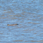 A franciscana dolphin