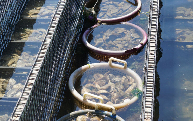 oysters