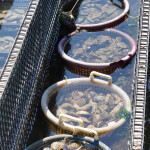 oysters