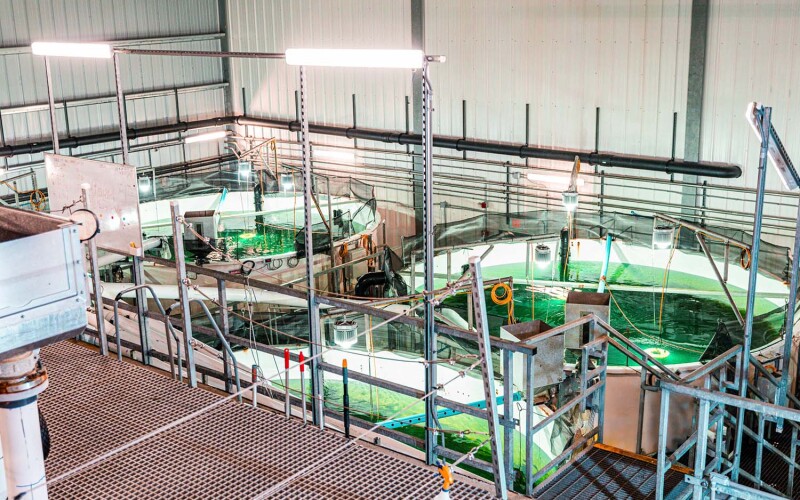 Atlantic Sapphire's facility in Florida