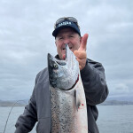 a salmon