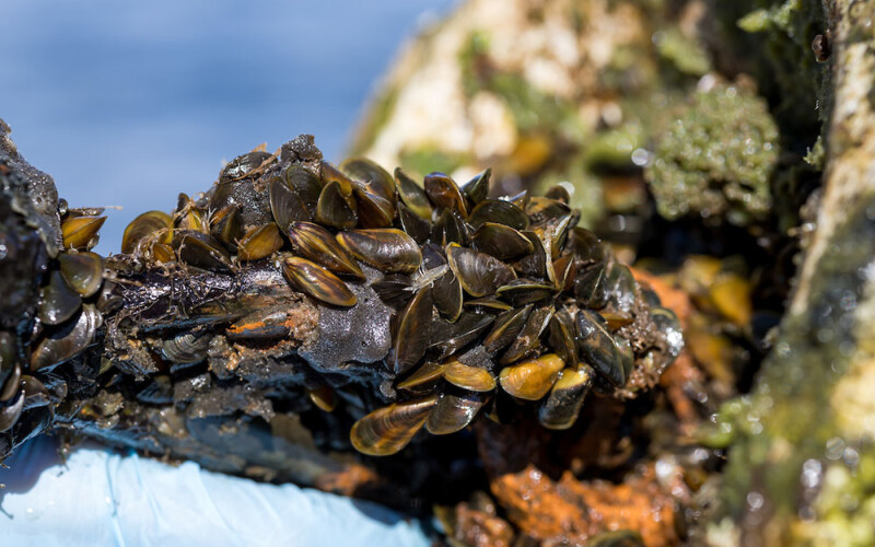 golden mussels