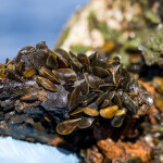 golden mussels