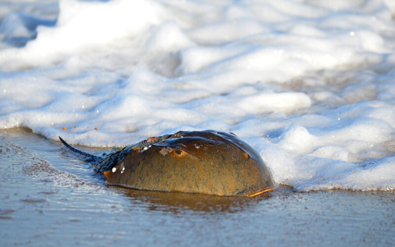 a horseshoe crab